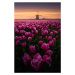 Fotografie Tulip Mania, SANDEEP MATHUR, 26.7 × 40 cm