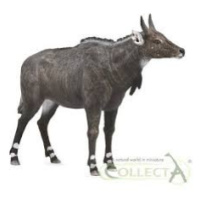 Collecta antilopa nilgai