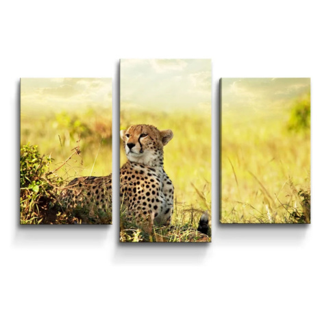 Obraz - 3-dílný Gepard - 75x50 cm