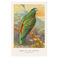 Ilustrace The Green Parrot (Birds of the Tropics) - George Harris, 26.7 × 40 cm