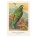 Ilustrace The Green Parrot (Birds of the Tropics) - George Harris, 26.7 × 40 cm