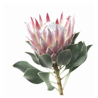 Fotografie King Protea, Sisi & Seb, 30 × 40 cm