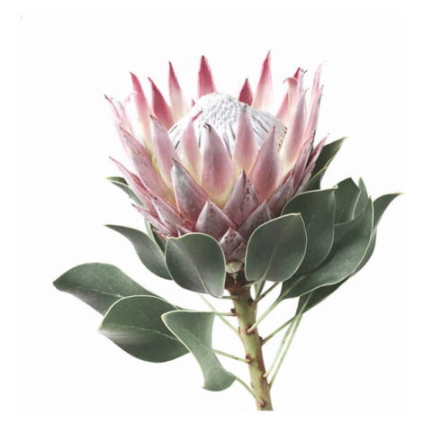 Fotografie King Protea, Sisi & Seb, 30 × 40 cm