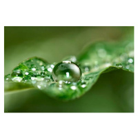 Fotografie Dewy Leaf, Margarita Komine, 40 × 26.7 cm