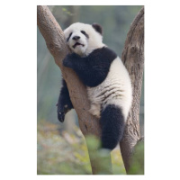 Umělecká fotografie A young panda sleeps on the branch of a tree, All copyrights belong to Jingy