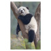 Fotografie A young panda sleeps on the branch of a tree, All copyrights belong to Jingying Zhao,