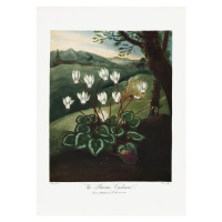 Ilustrace The Persian Cyclamen from The Temple of Flora (1807), Studio Collection, 30 × 40 cm