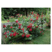 Růže mnohokvětá Meilland 'Scarlet Meidiland' - Rosa MK 'Scarlet Meidiland', Kontejner o objemu 3