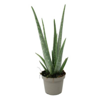 Aloe vera 12cm květináč