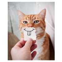 Fotografie Orange Cat face, JTSiemer, (30 x 40 cm)