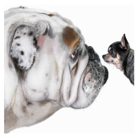 Fotografie Chihuahua dog staring at Bulldog, Gandee Vasan, 40x40 cm