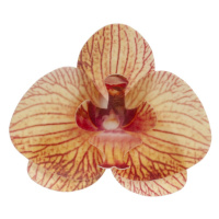 Dekora - Jedlý papír - žlutá orchidej - 10ks