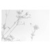Umělecká fotografie Gray shadows of grass and flowers on white wall, Aleksandra Konoplia, (40 x 