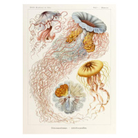 Haeckel, Ernst - Obrazová reprodukce Plate 8 Desmonema Discomedusae, (30 x 40 cm)