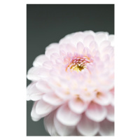 Fotografie Pink Flower No1, Studio Collection, 26.7 × 40 cm