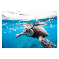 Fotografie Green turtle at the water surface, LL28, 40 × 26.7 cm