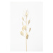 Fotografie Solitary dried plant, Studio Collection, 26.7 × 40 cm