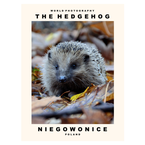 Umělecká fotografie The Hedgehog (Niegowonice, Poland), (30 x 40 cm)