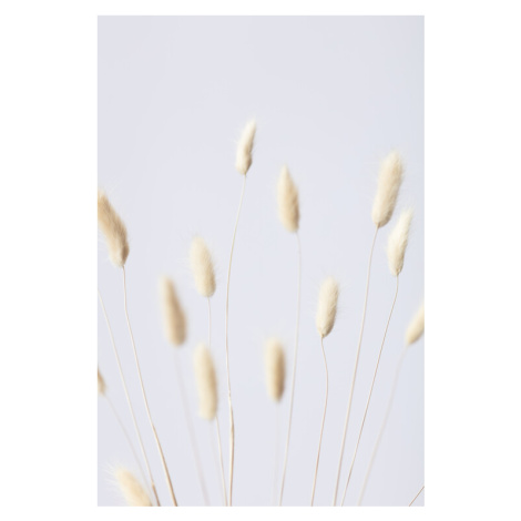 Plakát, Obraz - Bunny Grass No 3, Studio Collection, 26.7 × 40 cm