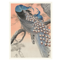 Obrazová reprodukce Two Peackcoks on a Peach Branch, Ohara Koson, 30 × 40 cm