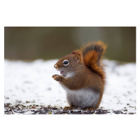 Fotografie Red Squirrel on snow, Adria  Photography, (40 x 26.7 cm)
