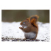 Fotografie Red Squirrel on snow, Adria  Photography, 40 × 26.7 cm