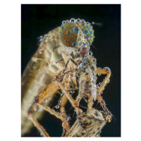 Fotografie robberfly and prey, Ajar Setiadi, 30x40 cm