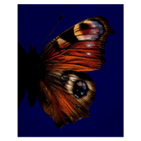 Fotografie Part of butterfly with eye, Jonathan Knowles, (30 x 40 cm)