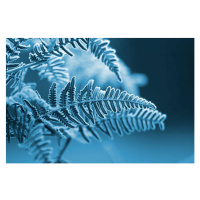 Fotografie A blue monochromatic photo of frozen fern leaves, s5iztok, 40 × 26.7 cm