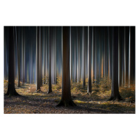 Umělecká fotografie Mystic Wood, Carsten Meyerdierks, (40 x 26.7 cm)