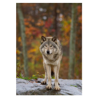Umělecká fotografie Timber wolf  standing on a, Jim Cumming, (30 x 40 cm)