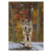 Fotografie Timber wolf  standing on a, Jim Cumming, 30 × 40 cm