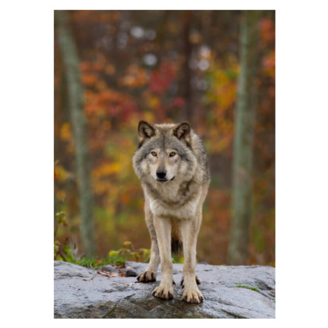 Fotografie Timber wolf  standing on a, Jim Cumming, 30x40 cm
