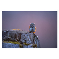 Umělecká fotografie Eurasian pygmy owl in beautiful sunset, Krzysztof Baranowski, (40 x 26.7 cm)