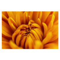 Fotografie A Chrysanthemum Flower, Gabriel Perez, 40 × 26.7 cm