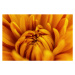 Fotografie A Chrysanthemum Flower, Gabriel Perez, 40 × 26.7 cm