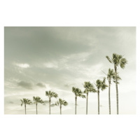 Fotografie Vintage Palm Trees at the beach, Melanie Viola, 40 × 26.7 cm