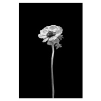 Fotografie Anemone coronaria | dark design , Melanie Viola, 26.7 × 40 cm