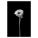 Fotografie Anemone coronaria | dark design , Melanie Viola, 26.7x40 cm