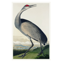 Obrazová reprodukce The Hooping Crane (Birds) - John James Audubon, 26.7x40 cm