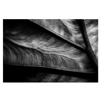 Fotografie Plant leaf detail, andipantz, 40x26.7 cm