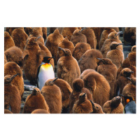 Umělecká fotografie Adult king penguin  surrounded by, Art Wolfe, (40 x 26.7 cm)