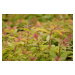 Tavolník japonský 'Little Flame' - Spiraea japonica 'Little Flame', Kontejner o objemu 1,5 litru