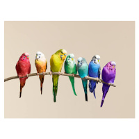 Fotografie Rainbow row of budgies sat on a branch, John Scott, 40 × 30 cm