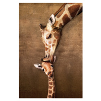 Plakát, Obraz - Giraffe Mother's Kiss, 61 × 91.5 cm