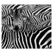 Fotografie Zebra surrounded with black and white stripes, chantal, 40 × 35.5 cm