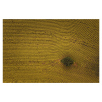 Umělecká fotografie Eye in Field, Michael Zheng, (40 x 26.7 cm)
