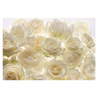 KOMR 700-4 XXL Vliesová obrazová fototapeta na zeď Komar - čajové růže, velikost 368x248 cm