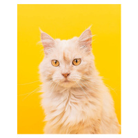 Umělecká fotografie Cat portrait, Carles Rodrigo, (30 x 40 cm)