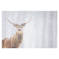 Fotografie Red deer Cervus elaphus, stag in winter, Scotland, James Silverthorne, (40 x 26.7 cm)